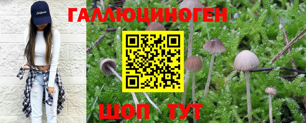 Псилоцибиновые грибы GOLDEN TEACHER Асино