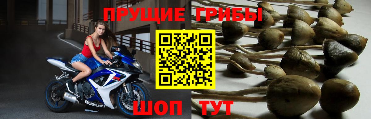 Асино  Галлюциногенные грибы прущие грибы  как найти закладки  Вход с VPN 